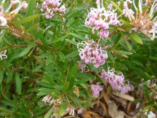 Grevillea 'Pink Midget' PBR 6" Pot