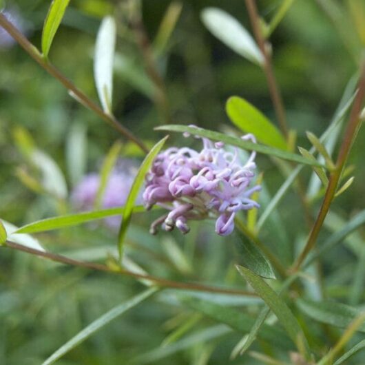 Grevillea 'Pink Midget' PBR 6" Pot
