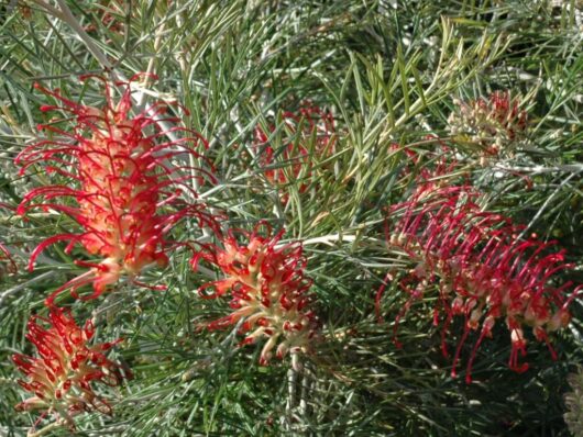 Grevillea 'RSL Spirit of Anzac' 8" Pot