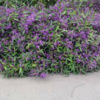 The Hardenbergia 'Mini Ha Ha' PBR, grows as a dense shrub with clusters of small purple flowers and green leaves, perfect for a 6" pot along a concrete path.