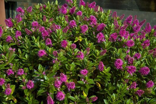Hebe 'Sunset Boulevard' 8" Pot