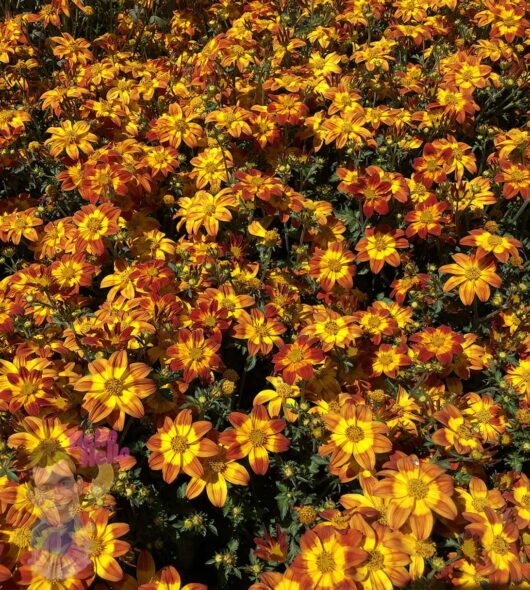 Bidens 'Be Happy Red' 6" Pot
