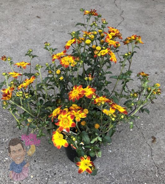 Bidens 'Be Happy Red' 6" Pot