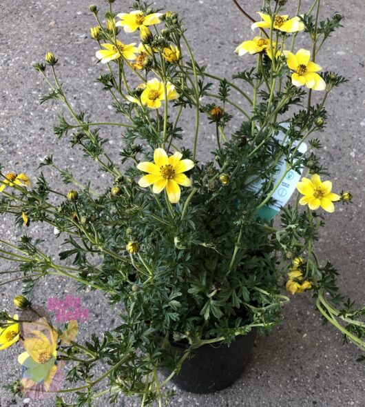 Bidens 'Goldmound' 6" Pot