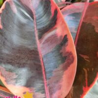 Ficus 'Ruby' Rubber Fig