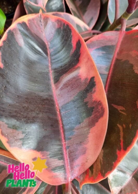 Ficus 'Ruby' Rubber Fig