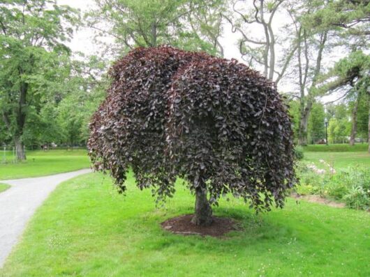 Fagus 'Purple Copper Beech' Weeping