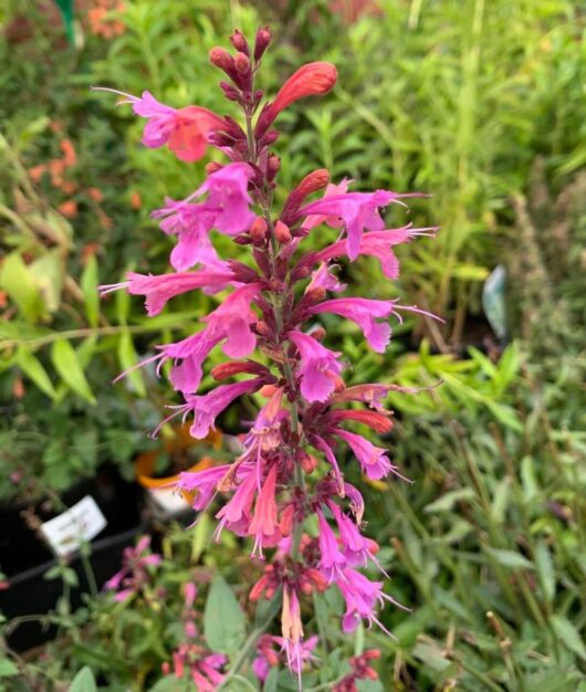 Agastache 'Forever Summer Berry' 6" Pot