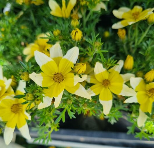 Bidens 'Goldilocks' 6" Pot
