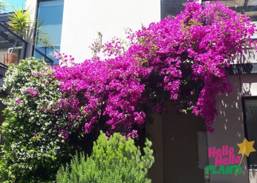 Bougainvillea 'Magnifica Traillii' 6" Pot