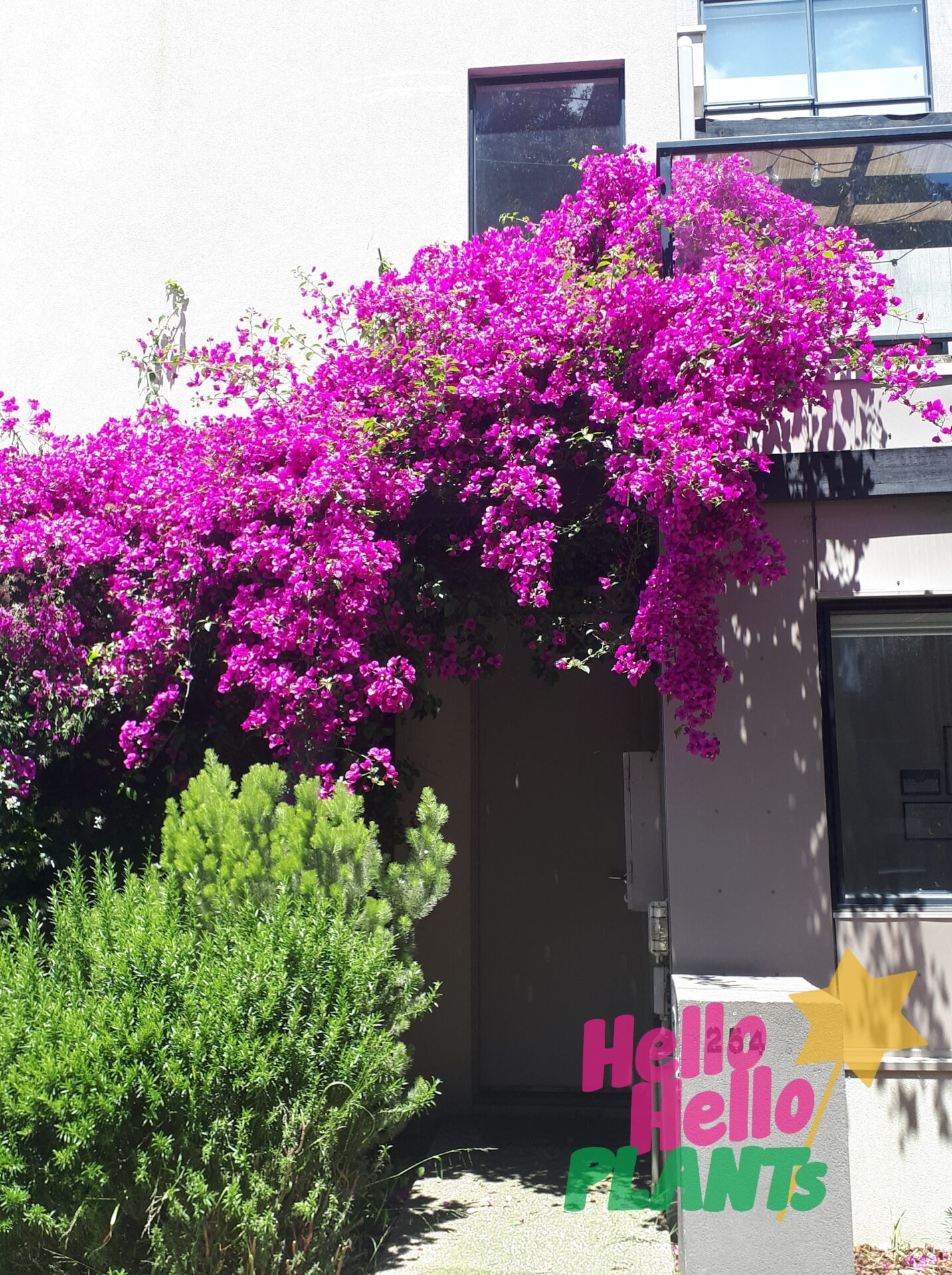 Bougainvillea 'Magnifica Traillii' - Hello Hello Plants & Garden Supplies