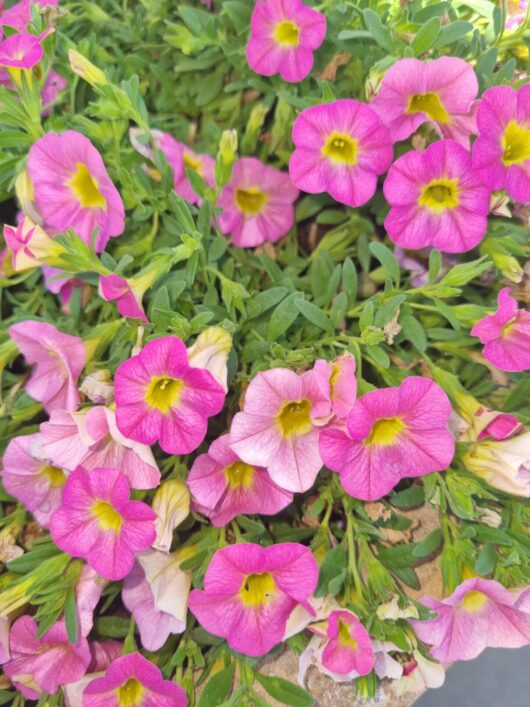 Calibrachoa 'Pink' 6" Pot