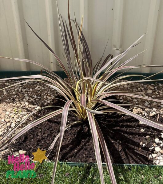 Cordyline 'Electric Flash' 6" Pot