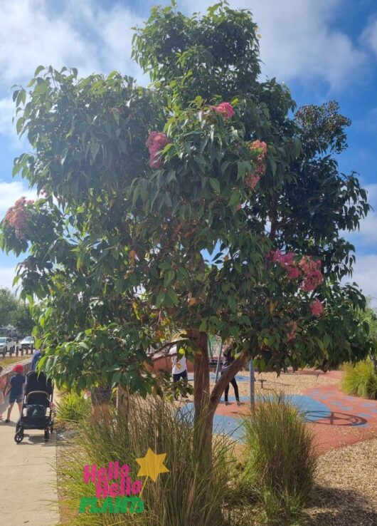 Corymbia 'Hasting's Pink' Gum 16" Pot