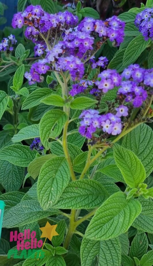 Heliotropium arborescens 8" Pot