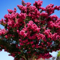 Lagerstroemia 'Tonto' Crepe Myrtle