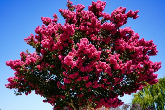 Lagerstroemia 'Tonto' Crepe Myrtle