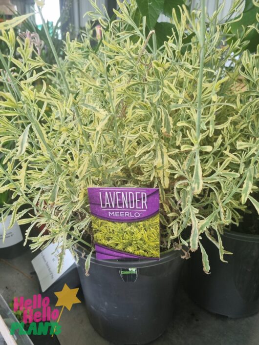 Lavandula 'Meerlo' Lavender 8" Pot