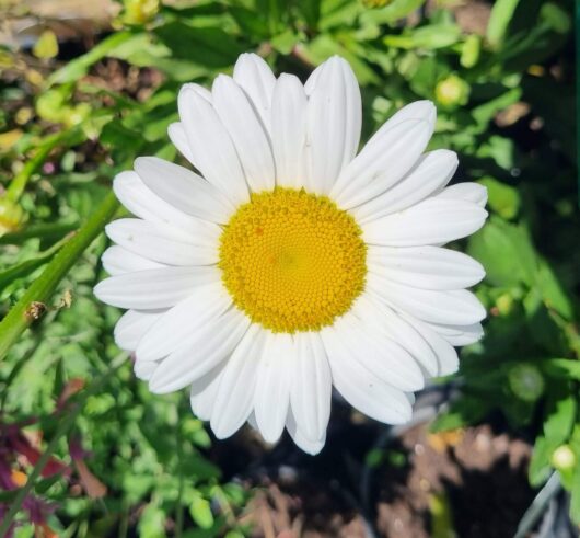 Leucanthemum 'Shasta Daisy'