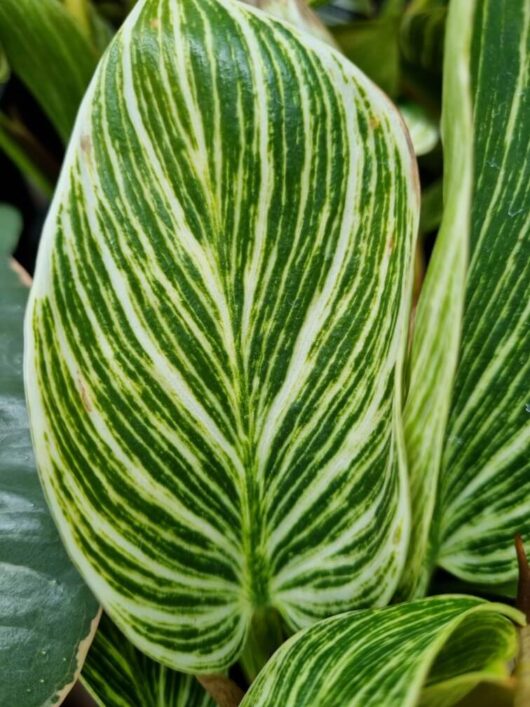 Philodendron 'Birkin' 5" Pot