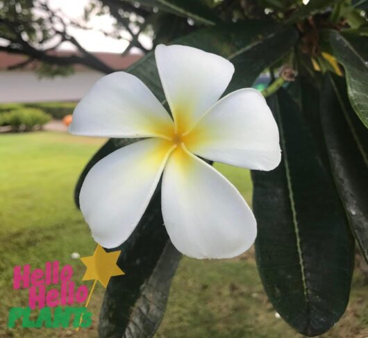 Plumeria 'Common White' Frangipani 12" Pot