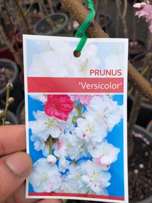 Prunus versicolour 'White and Pink' Flowering Peach 12" Pot