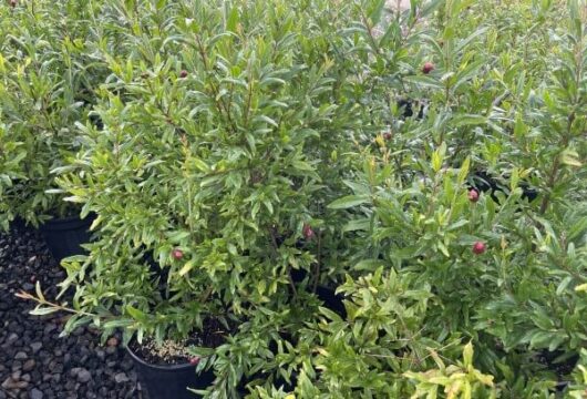 Punica 'Wonderful' Pomegranate 8" Pot