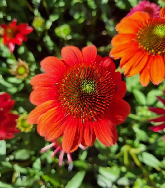 Echinacea 'Double Scoop™ 'Orangeberry' Coneflower 6" Pot