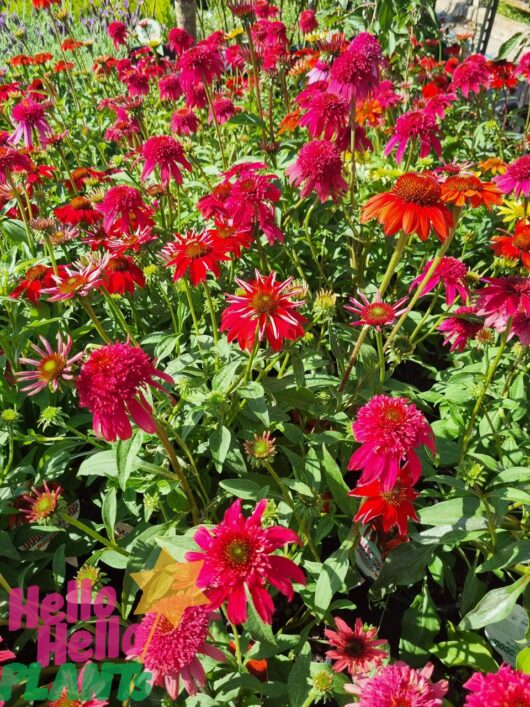 Echinacea 'Double Scoop™ 'Orangeberry' Coneflower 6" Pot