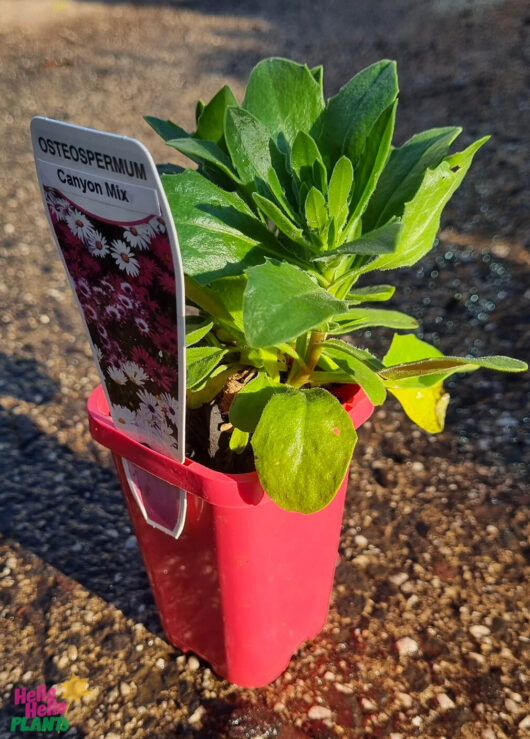 Osteospermum 'Akila Canyon Mix' African Daisy 3" Pot