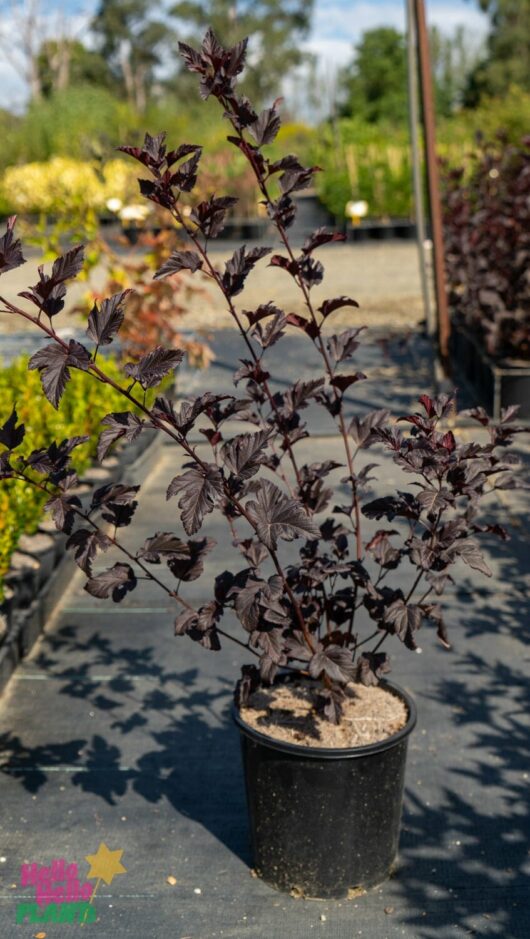 Hello Hello Plants Nursery Melbourne Victoria Australia Physocarpus Opulifolius Nishiki Red Ninebark 8in Pot