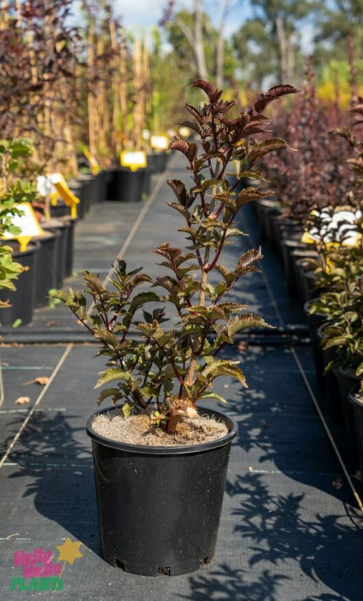 Hello Hello Plants Nursery Melbourne Victoria Australia Sambucus nigra Black Tower Elderberry PBR 20cm Pot