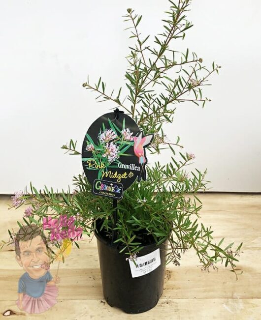 Grevillea 'Pink Midget' PBR 6" Pot