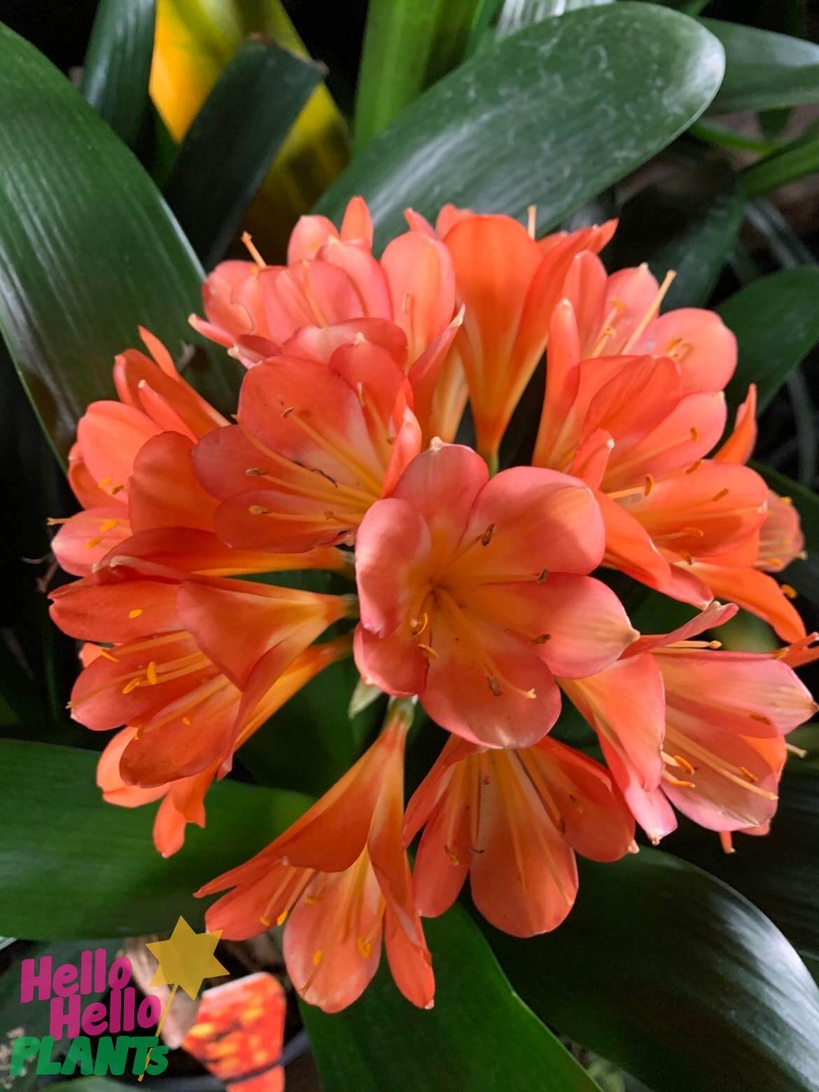 Clivia miniata Dwarf - Hello Hello Plants & Garden Supplies