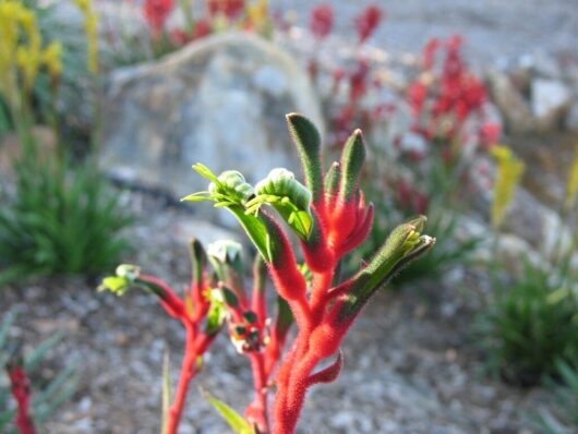 Anigozanthos 'Bush Dance' Kangaroo Paw 6" Pot