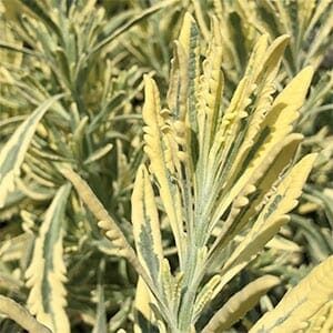 The Lavandula 'Meerlo' Lavender, with its pale yellow and green variegated leaves, thrives densely in an 8" pot and is perfect for outdoor growth.