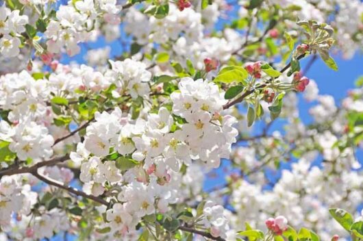 Malus 'Charlottae' Crab Apple 10" Pot