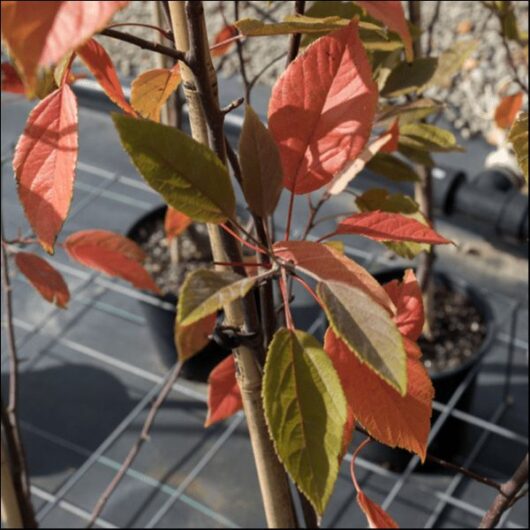 Malus 'Wychwood Ruby™' Crab Apple
