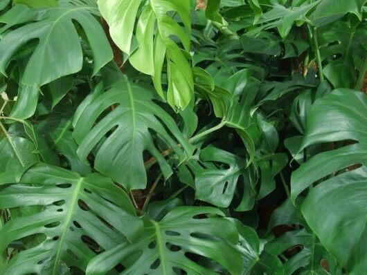 Monstera 'Fruit Salad Plant' 10" Pot (Hanging Basket)