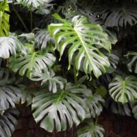 Monstera 'Fruit Salad Plant' features lush green leaves with distinctive holes and splits that densely cover its surface.