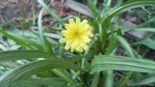 Microseris 'Murnong Yam Daisy' 6" Pot