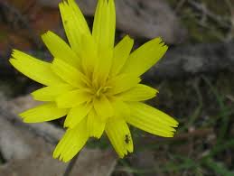 A Microseris 'Murnong Yam Daisy' in a 6" pot, with pointed yellow petals, sits gracefully against a blurred background as an insect delicately perches on one petal.