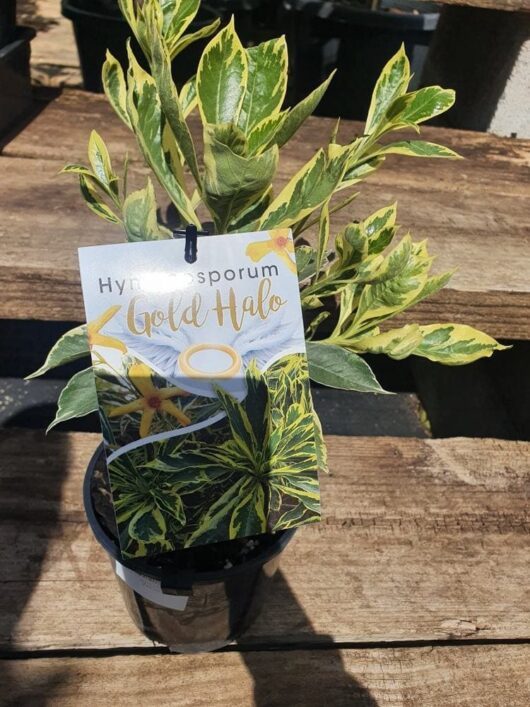 Hymenosporum 'Gold Halo' Native Frangipani 6" Pot