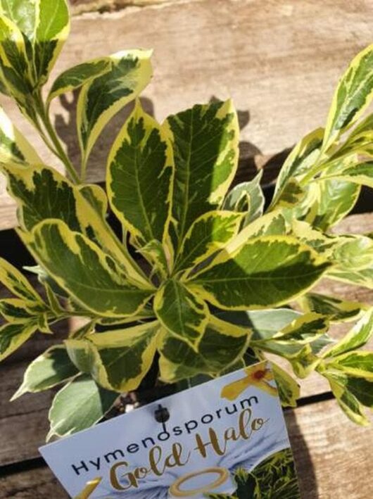 Hymenosporum 'Gold Halo' Native Frangipani 6" Pot