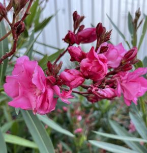 nerium oleander cerise pink hot pink flowers with green evergreen foliage