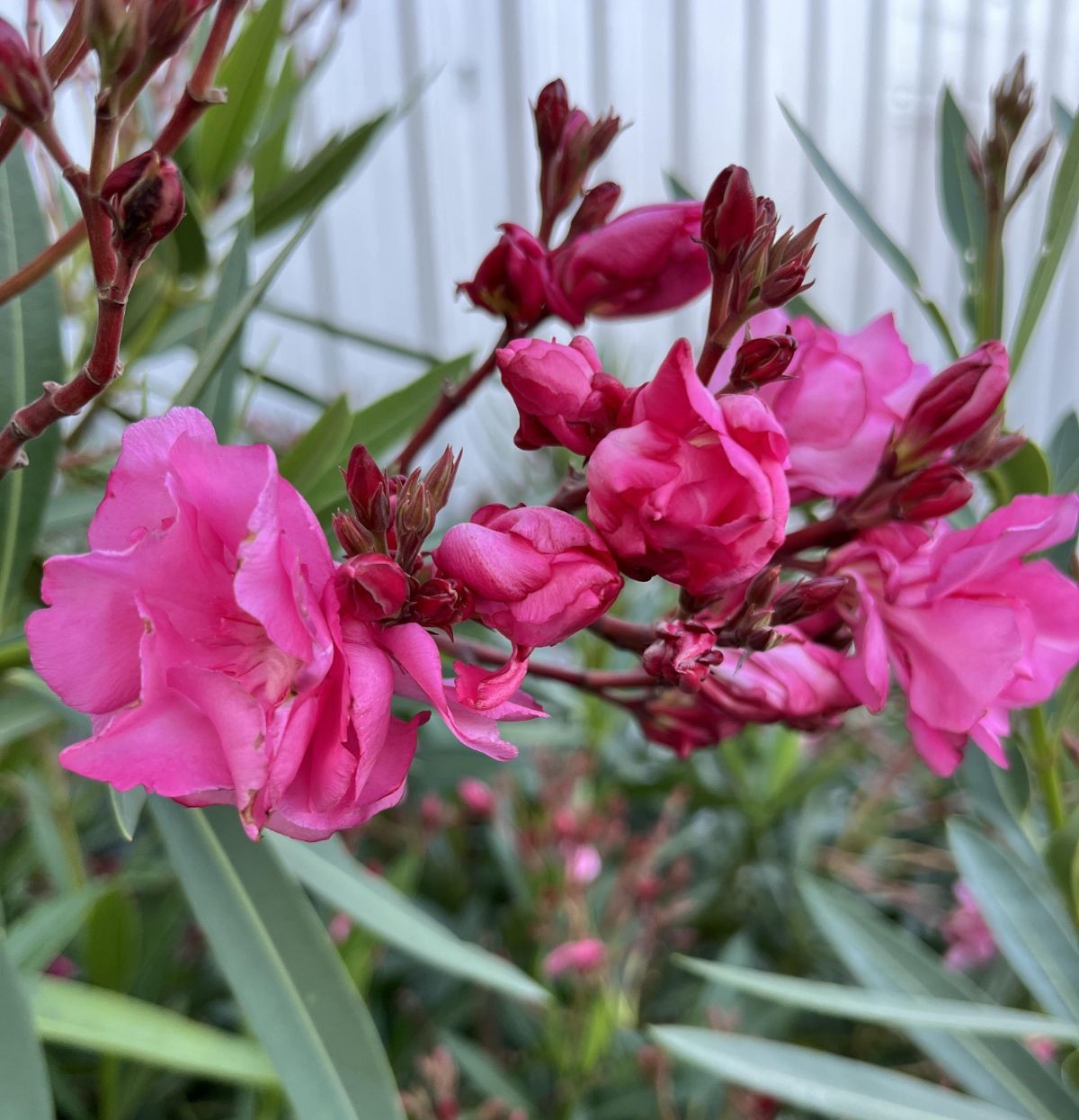 nerium-cerise-oleander-10-pot-hello-hello-plants