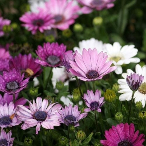 Osteospermum African Daisy