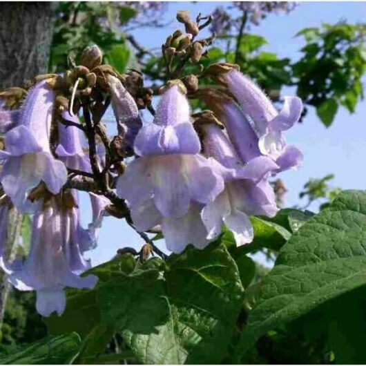 Purple trumpet-shaped blossoms of the Paulownia 'Empress Tree' 8" Pot with vibrant green foliage, framed by a clear blue sky.