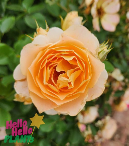 peach profusion peach coloured rose