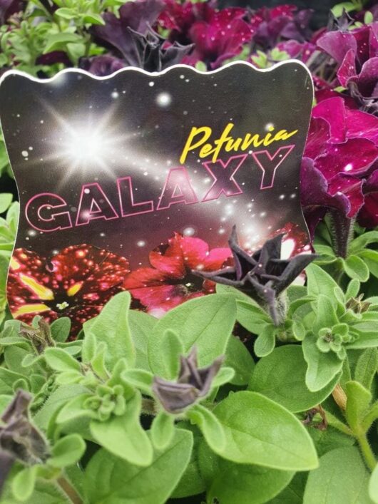 Petunia 'Galaxy Mix'